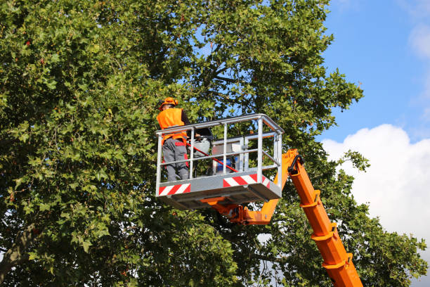 The Steps Involved in Our Tree Care Process in Point Marion, PA